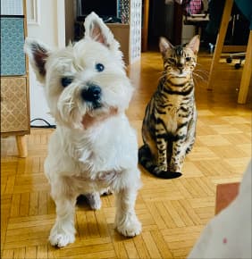 Image of Daniela's dog and cat